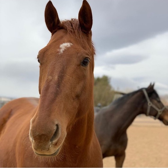 Meet your Posher, Kelly - Picture 9 of 16